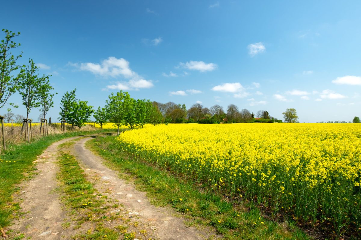 Usedom-im-Fruehling