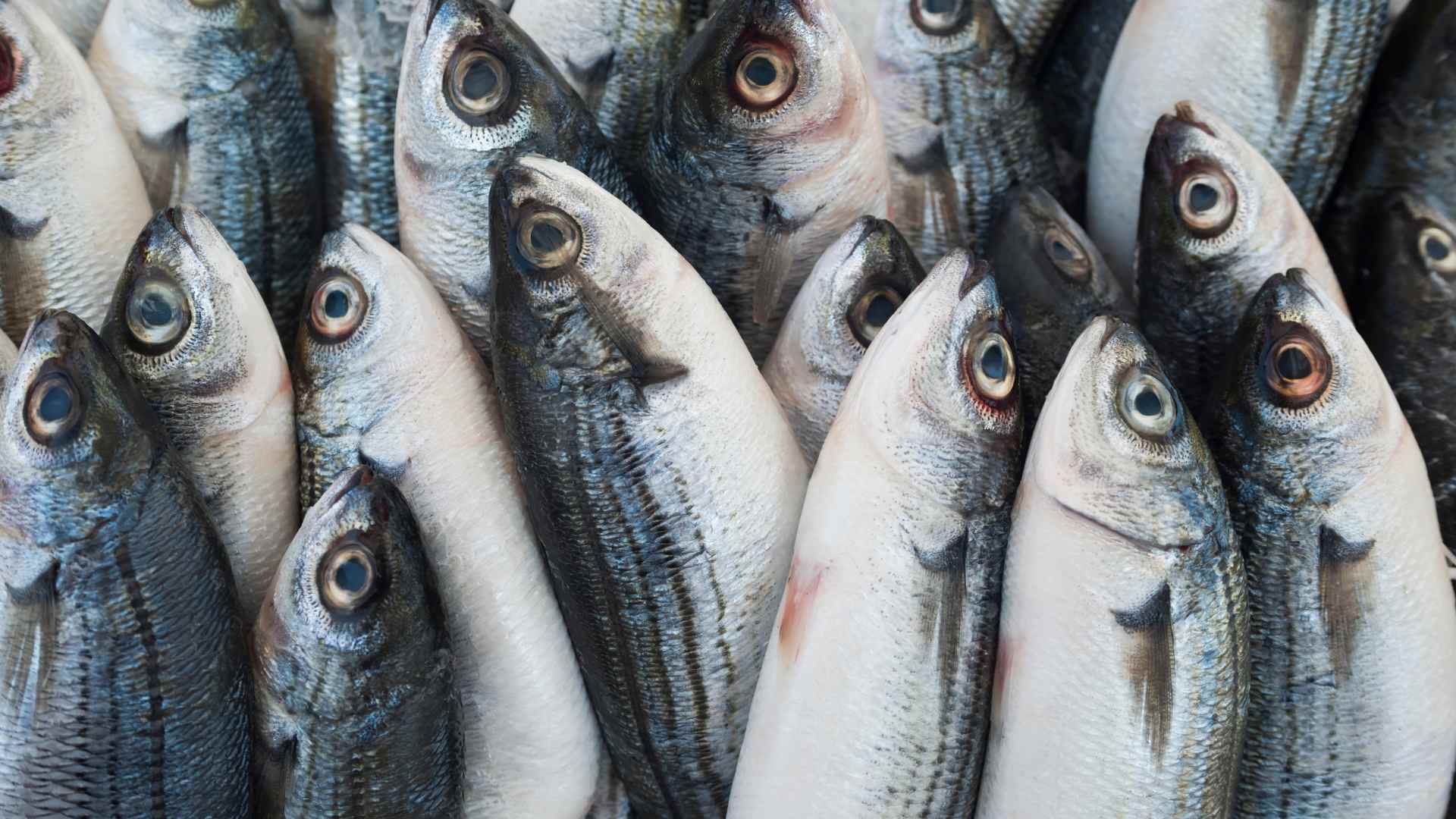 Fischmarkt auf Usedom