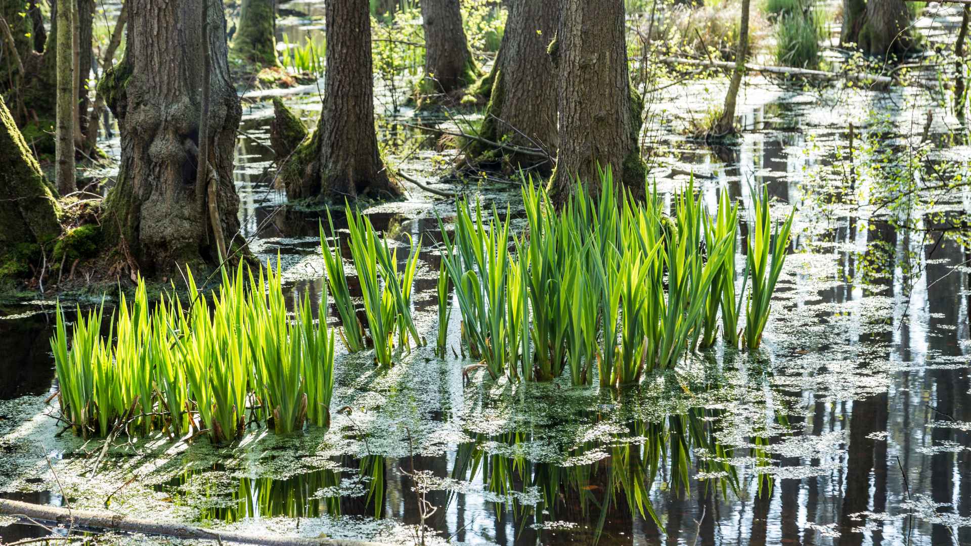 Moor und Sumpf gehoeren zur Natur auf Usedom