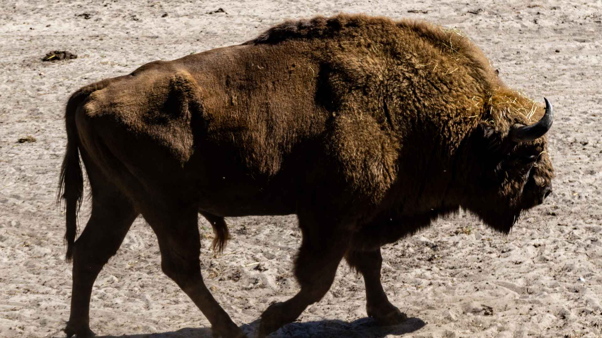 Wisent auf Usedom