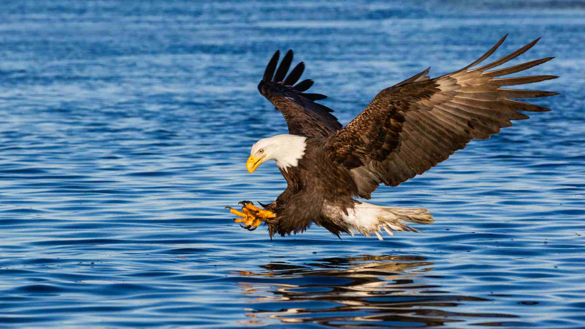 Seeadler auf Usedom