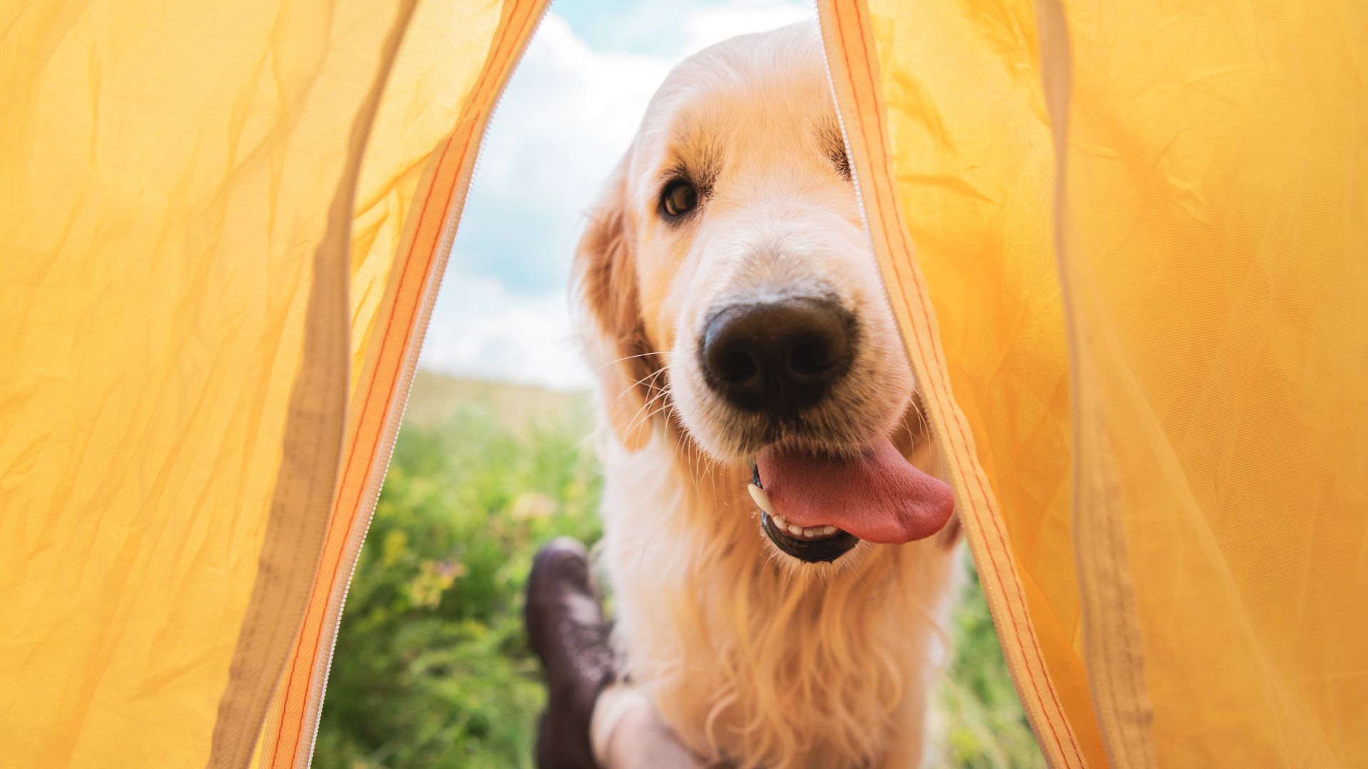 Hundefreundliche Campingplätze