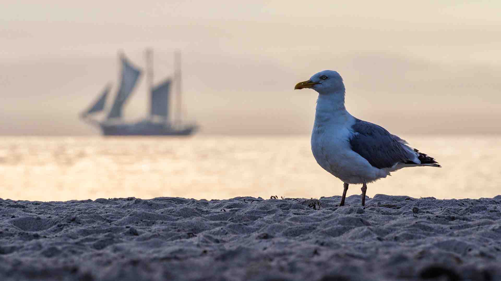 wundervoller Strand auf Usedom