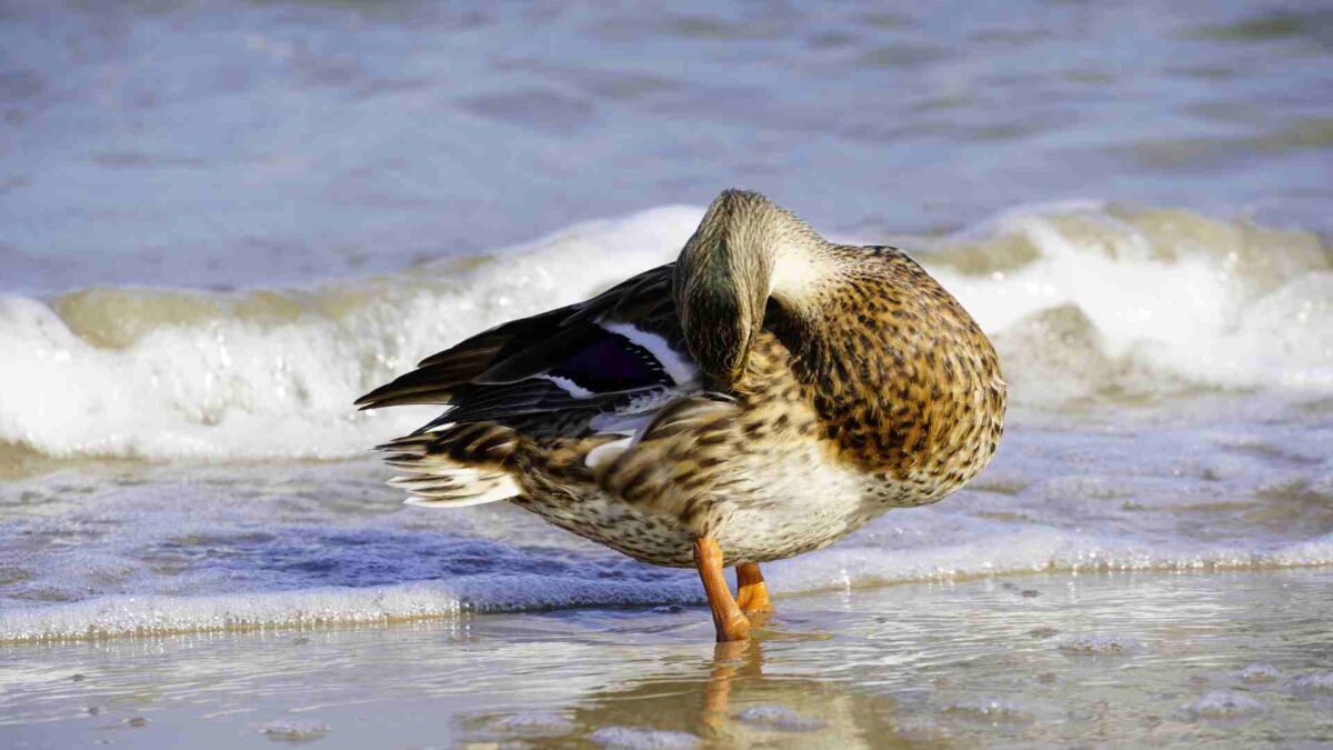 Naturerlebnisse am Achterwasser